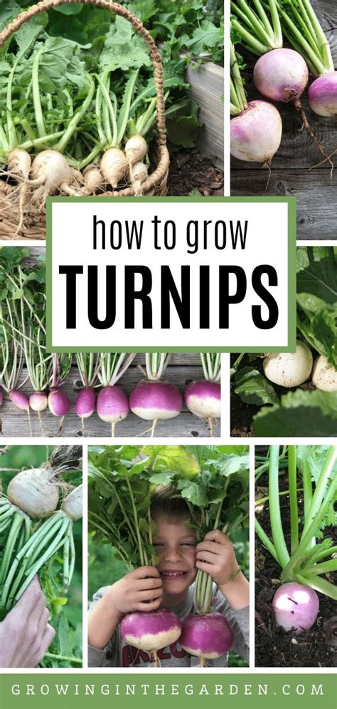 How To Grow Turnips 5 Tips For Growing Turnips Growing In The Garden