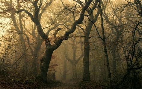 Bare Trees Covered By Fog Hd Wallpaper Wallpaper Flare