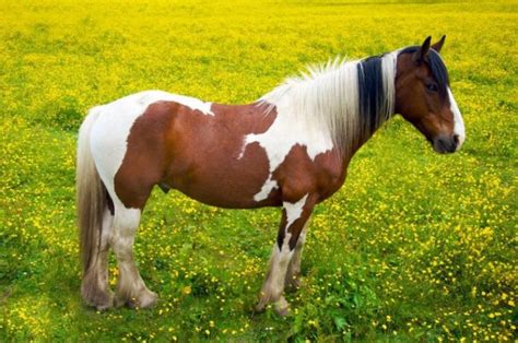 Nonton kuda kawin yg anunya jelas !!! 50+ Gambar Kuda Poni Lari / Kawin | Kuda Nil & Kartun Kuda | Kuda Laut