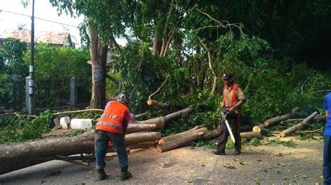 Lukisan beberapa pokok tumbang dan menyekat aliran air anak sungai. Angin Kencang Tumbangkan Pohon dan Rusakkan Fasilitas Umum ...