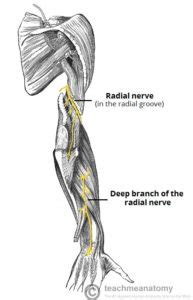 Nerve Entrapments Upper Limb Extremities Health House Clinics