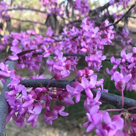 Texas Redbud Tree In Bloom Rflowers