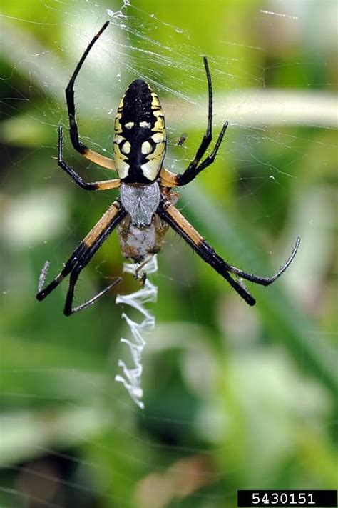 Yellow Garden Spider Argiope Aurantia Araneae Araneidae 5430151