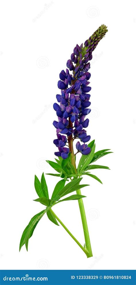 Blooming Purple Lilac Lupines Isolated At A White Background W Stock