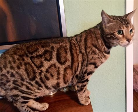 Otherwise, you'll have the bengal chasing a quiet cat around the house forever. Meinebengal Bengalkatzen