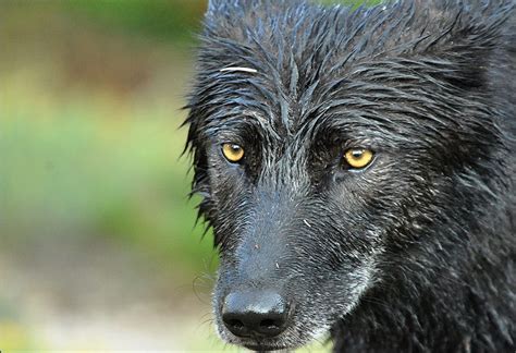 Open Season On Americas Gray Wolves Brave New Wild Wildearth
