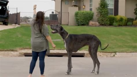 Great Dane Named Zeus Is The Tallest Dog In The World Guinness World