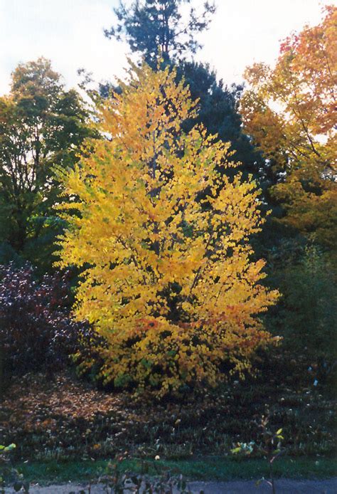 Katsura Tree Cercidiphyllum Japonicum In Pittsburgh Murrysville Plum