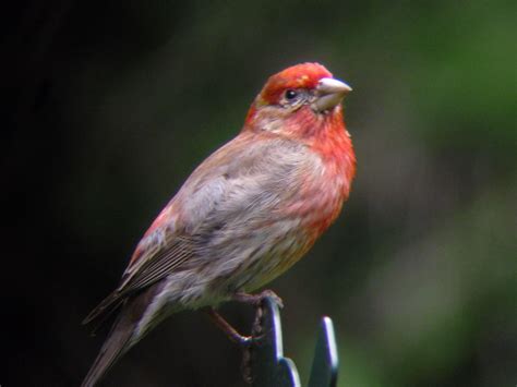 House Finch Male North American Wildlife Most Beautiful Birds
