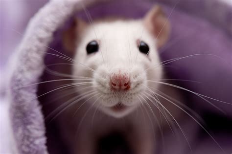 Rato Twister Saúde Animal Pet Shop Produtos E Mais