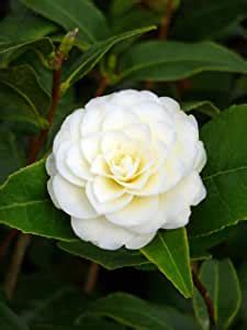 We did not find results for: Camellia Golden Wedding Anniversary in a 5LITRE Pot ...