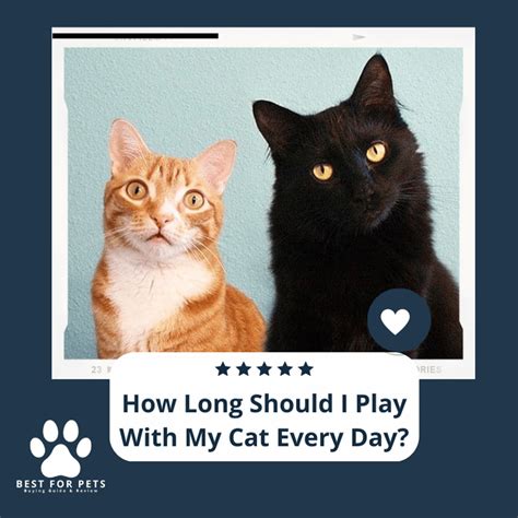 How To Introduce Two Cats To Each Other The Doâ€ S And Donâ€ Ts