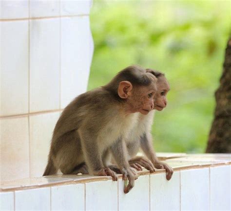 Macaque Animals For Sale New York Ny 161173 Petzlover