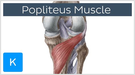 Popliteus Muscle As Leg And Knee Muscular Joint Anatomy Outline Diagram