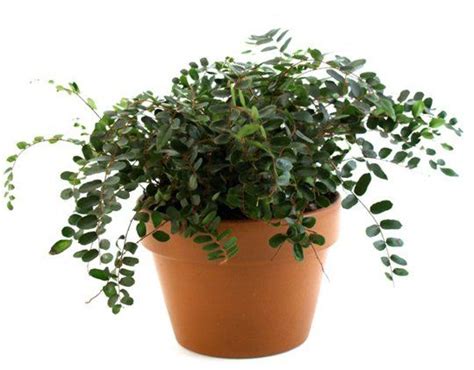 According to nasa, it is one of the best houseplants for absorbing airborne toxins, including formaldehyde, nitrogen oxide, benzene, xylene and trichloroethylene. Keeping Your Pets Safe: 10 Non-Toxic House Plants — ASPCA