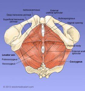 At the top, there is the pelvis bones which do not belong to the lower limb anatomy, but are part of the torso bones. What's the score with the pelvic floor? - Katie Bell Physio