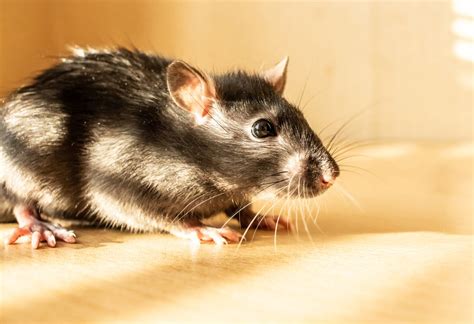 Most Common Types Of Rodents In Florida Critter Control