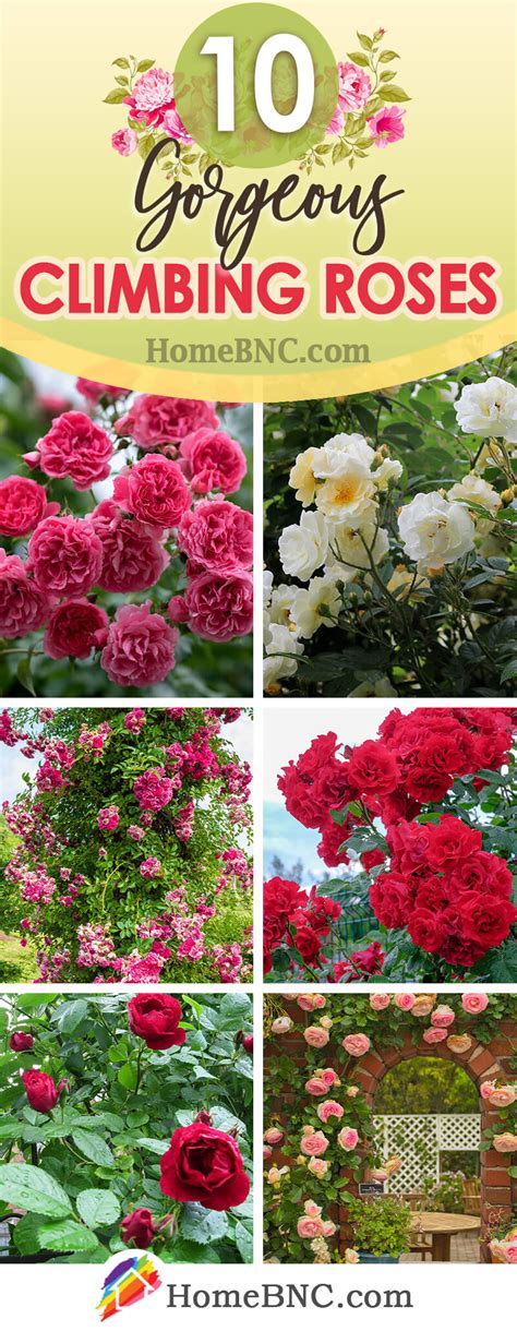 10 Types Of Climbing Roses That Elevate Your Garden