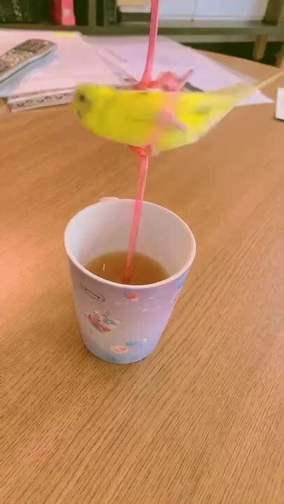 Parakeet Enjoys Spinning On Heart Shaped Straw Jukin Licensing