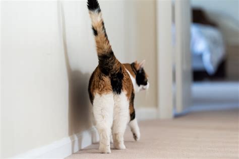 Why Cats Show You Their Butt According To Science