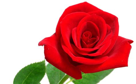 Free Download Red Rose On White Background Wide Hd Wallpapers Rocks