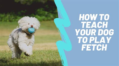 How To Teach Your Dog To Play Fetch Youtube
