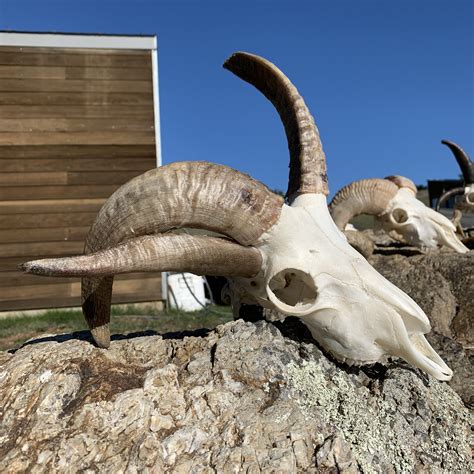 Four Horned Ram Skull 103 Sold Spring Coyote Ranch