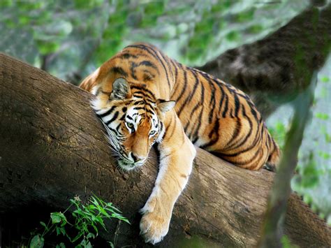 Tiger Tree Lies Rests Wallpapers Hd Desktop And Mobile Backgrounds