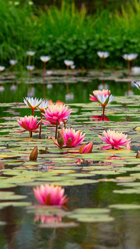 Pond With Beautiful Pink Lotus Flowers 4k 5k Hd Flowers