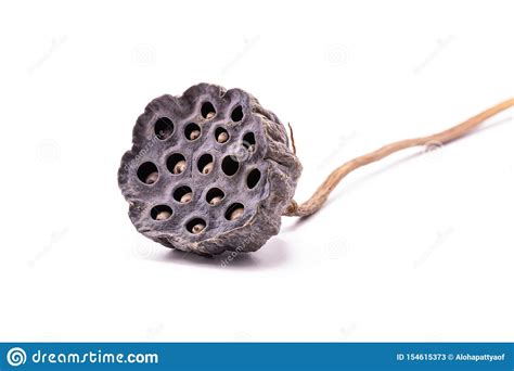 Dried Lotus Seed Pods Isolate On White Background Stock Image Image