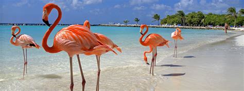 private flights to aruba caribbean flights