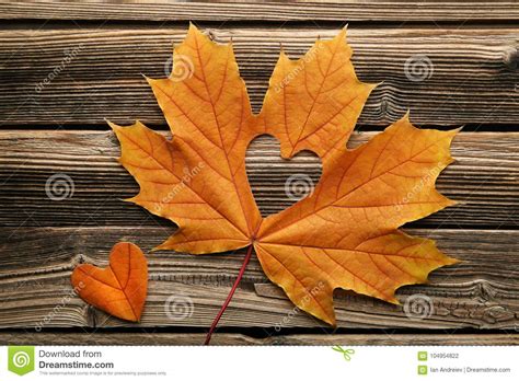 Maple Leaf With Heart Stock Photo Image Of Autumn Golden 104954822