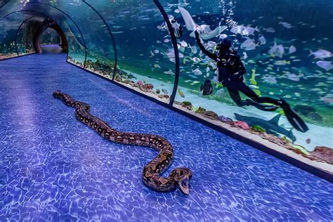 National Aquarium Theme Park Experience Abu Dhabi