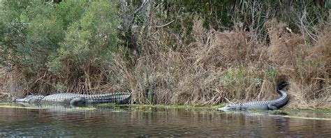 Alligator Duo On Kiawah Island Photograph By Rosanne Jordan Fine Art