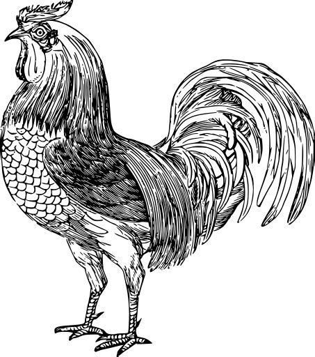 Svg Cockerel Cock Rooster Free Svg Image And Icon Svg Silh