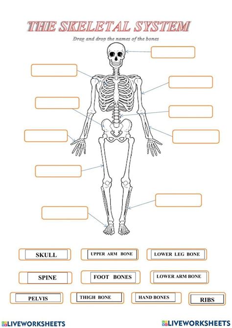 Skeletal System Worksheet Pdf Skeletal System Worksheet Skeletal