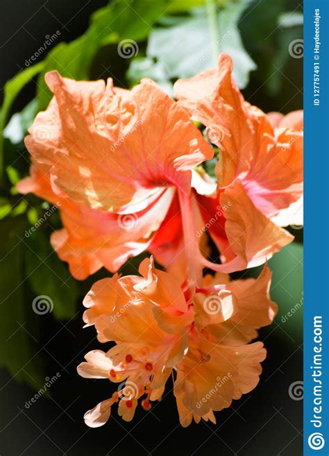 Orange Gumamela Flower In Bloom Stock Image Image Of Garden Gumamela