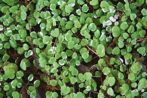 The Best Native Ground Covers For Kiwi Gardens 1000 Ground Cover