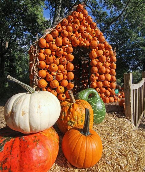 Pumpkin House A Great Way To Spice Up Your Backyard This Halloween