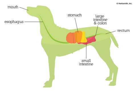 Digestive Health For Dogs And Cats Pawromatherapy