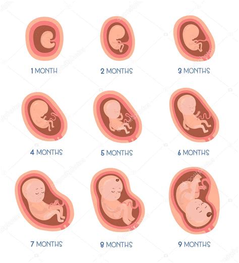 Etapas Del Desarrollo Embrionario Iconos De Infograf A Plana Vectorial My Xxx Hot Girl