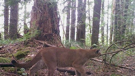 Oregon Wildlife Officials Kill Cougar That Threatened Corvallis Jogger
