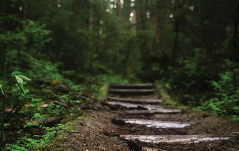 Its central theme is the divergence of paths, both literally and figuratively, although its interpretation is noted for being complex and. Committing to the Road Less Travelled | Insight for Living ...