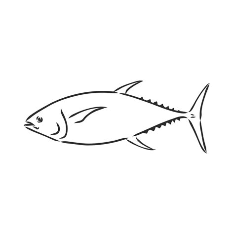 Tuna Vector Sketch 7311592 Vector Art At Vecteezy