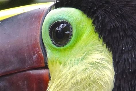 Tamarindo Costa Rica Daily Photo Theme Day Looking Out Toucans Eye