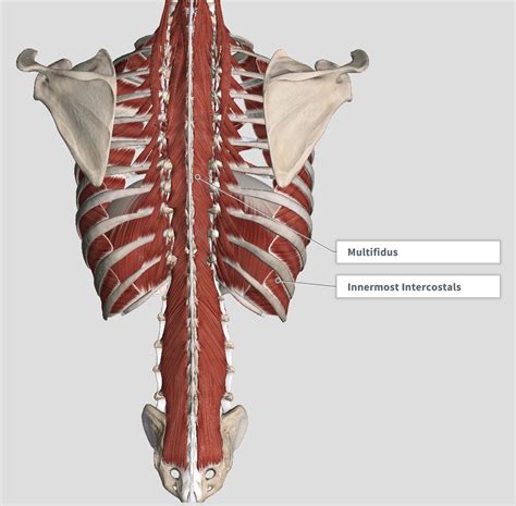 Muscle Anatomy Of Ribs Human Anatomy Back Rib Cage Torso Stock