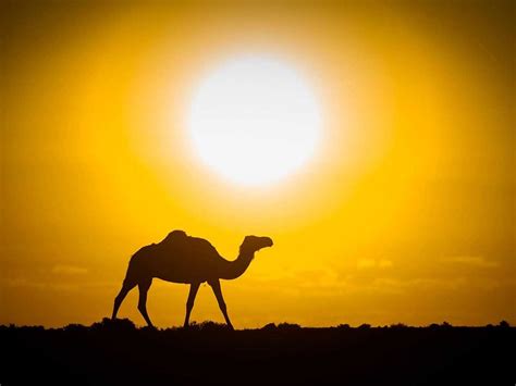 Evening camel shadows in the sahara desert. Photos: Camel herding in Western Sahara a passion with ...