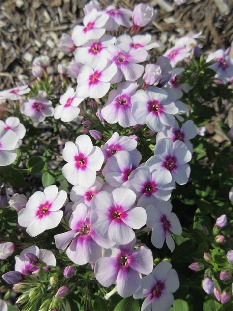 Fabulous Garden Phlox Rotary Botanical Gardens