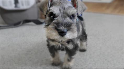 They will be health and genetic gua. Cute Mini Schnauzer Puppy Comes Home - ChumpieTheDog - YouTube
