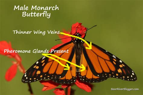 male or female monarch butterfly how to tell the difference bear river blogger